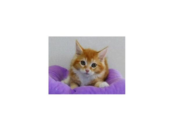 Maine Coon CAT Female Red Classic Tabby / White 20320 Petland Batavia, Illinois