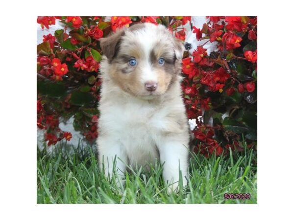 Australian Shepherd-DOG-Male-Red Merle-20322-Petland Batavia, Illinois