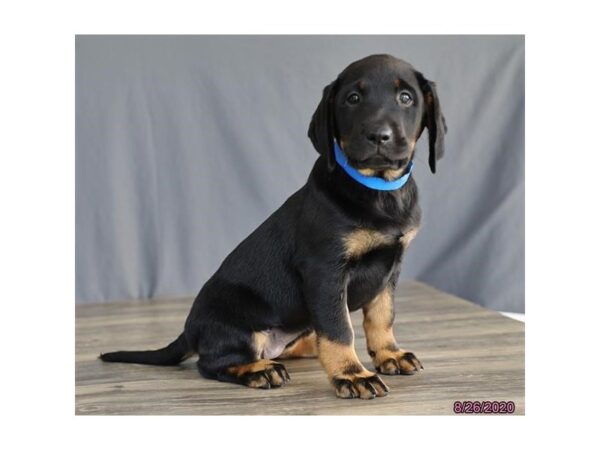 Labrador Retriever-DOG-Female-Black-20323-Petland Batavia, Illinois