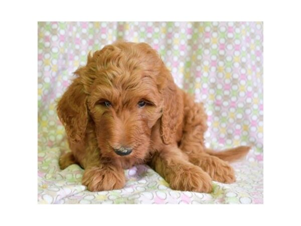 Goldendoodle 2nd Gen DOG Male Cream 20327 Petland Batavia, Illinois