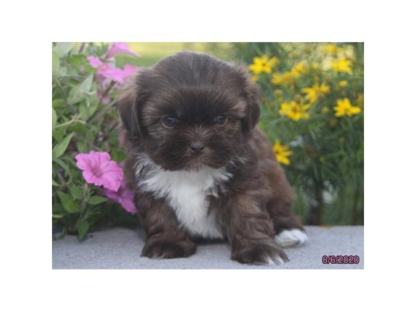Shih Tzu DOG Male Chocolate, White Markings 20326 Petland Batavia, Illinois