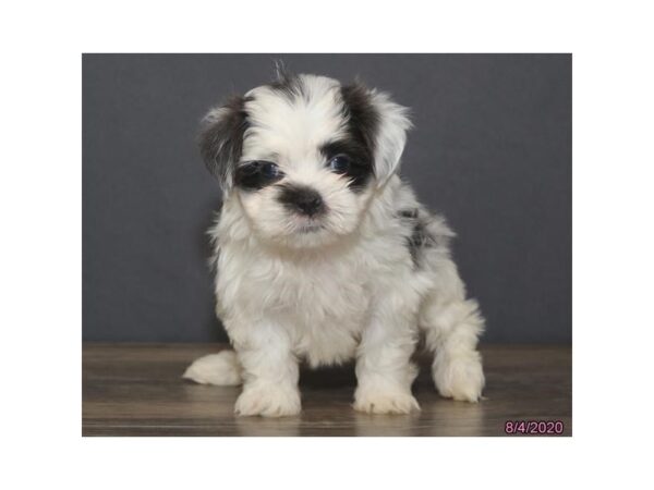 Mal-Shi DOG Male Blue / White 20328 Petland Batavia, Illinois