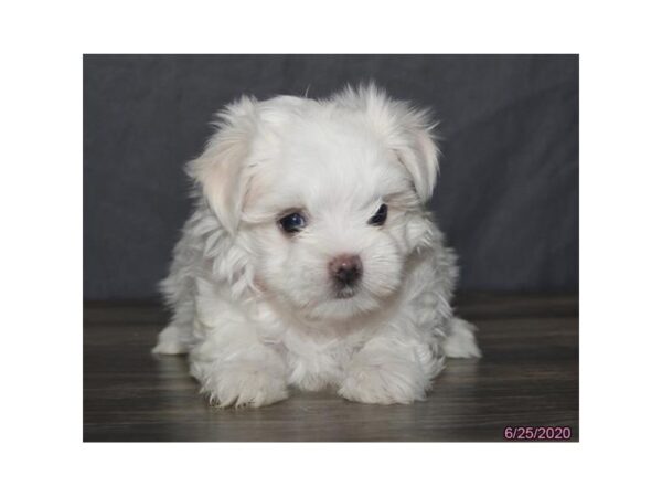 Maltese DOG Female White 20325 Petland Batavia, Illinois