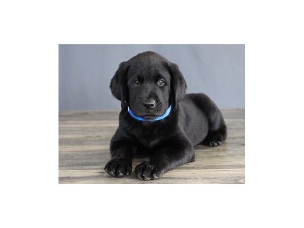 Labrador Retriever DOG Male Black 20324 Petland Batavia, Illinois