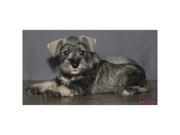 Miniature Schnauzer DOG Female Salt / Pepper 20330 Petland Batavia, Illinois