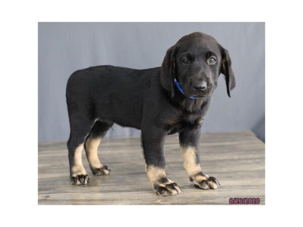 Labrador Retriever-DOG-Male-Black-20329-Petland Batavia, Illinois