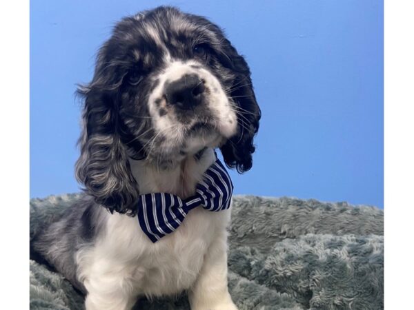 Cocker Spaniel DOG Male Blue Roan 12203 Petland Batavia, Illinois