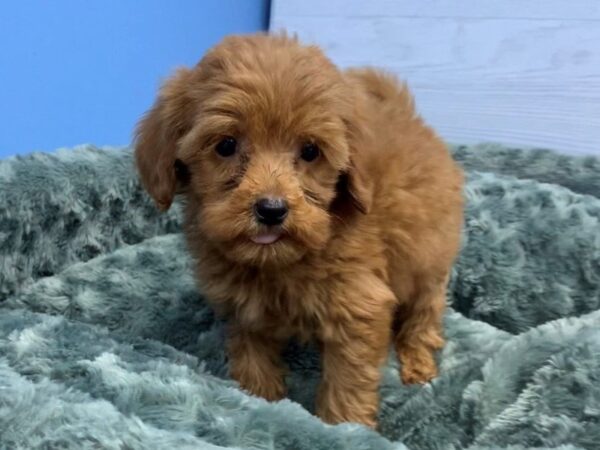 Goldendoodle Mini 2nd Gen DOG Female Dark Golden 20075 Petland Batavia, Illinois