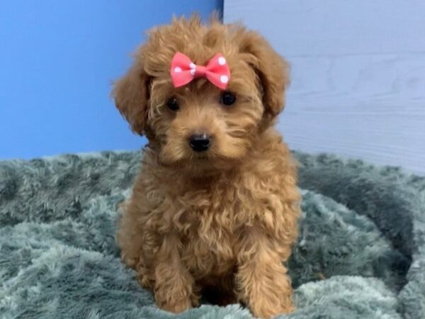 Goldendoodle Mini 2nd Gen DOG Female Dark Golden 20074 Petland Batavia, Illinois