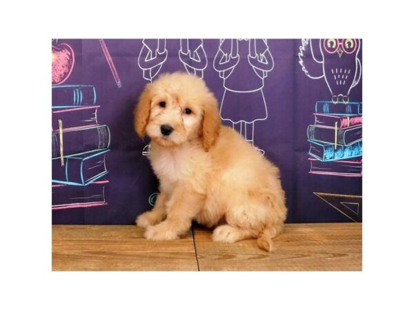 Goldendoodle 2nd Generation DOG Male Golden 20095 Petland Batavia, Illinois