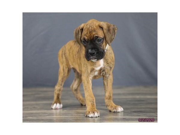 Boxer DOG Female Brindle 20344 Petland Batavia, Illinois