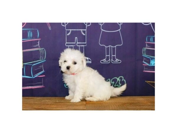 Mal-Shi-DOG-Female-Cream / White-12213-Petland Batavia, Illinois