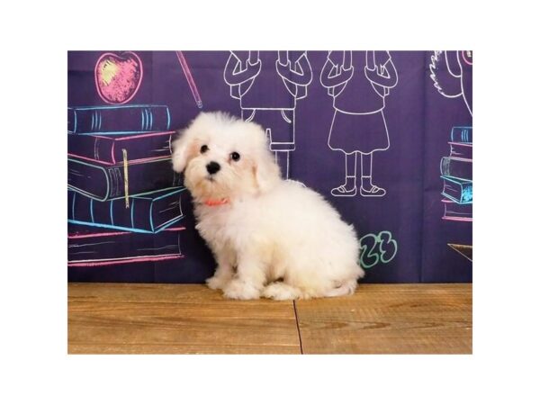 Min Schnauzer/Bichon-DOG-Male-White / Cream-12210-Petland Batavia, Illinois
