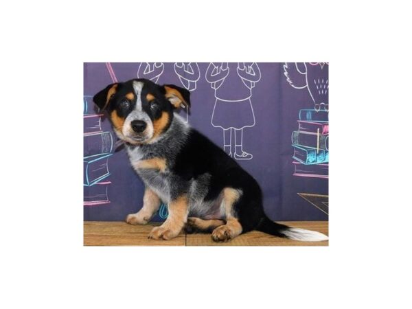 Heeler-DOG-Male-Blue Merle-20093-Petland Batavia, Illinois