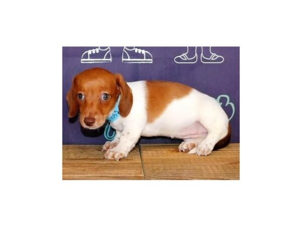 Dachshund-DOG-Female-Red / White Piebald-20091-Petland Batavia, Illinois