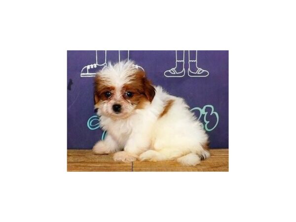 Teddy Bear DOG Female Gold / White 20094 Petland Batavia, Illinois