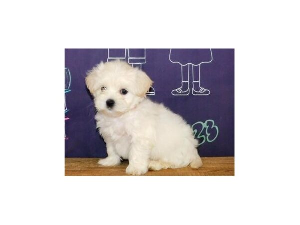 Mal-Shi-DOG-Male-Cream / White-20338-Petland Batavia, Illinois