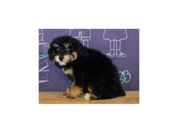 Schnoodle DOG Female Black / Tan 20339 Petland Batavia, Illinois