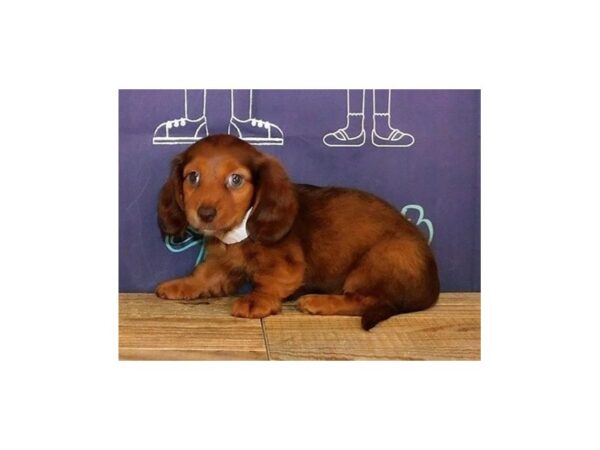 Dachshund DOG Female Chocolate Sable 20340 Petland Batavia, Illinois