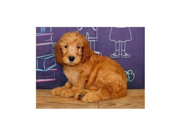 Goldendoodle 2nd Generation DOG Male Apricot 20337 Petland Batavia, Illinois