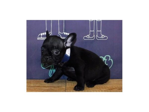 Frenchton DOG Female Black 20336 Petland Batavia, Illinois