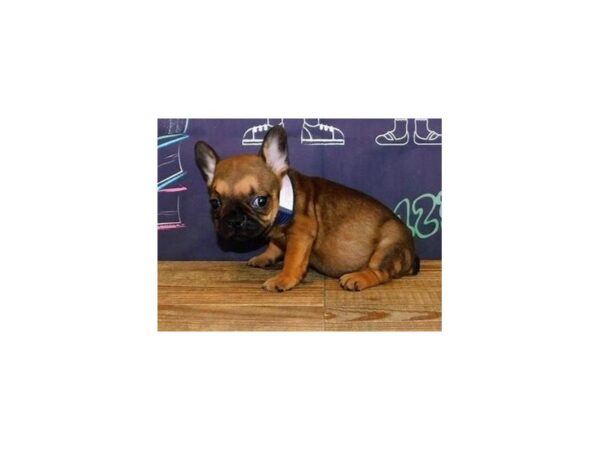 Frenchton DOG Male Sable 20335 Petland Batavia, Illinois