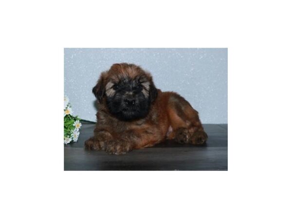 Soft Coated Wheaten Terrier DOG Male Wheaten 20342 Petland Batavia, Illinois