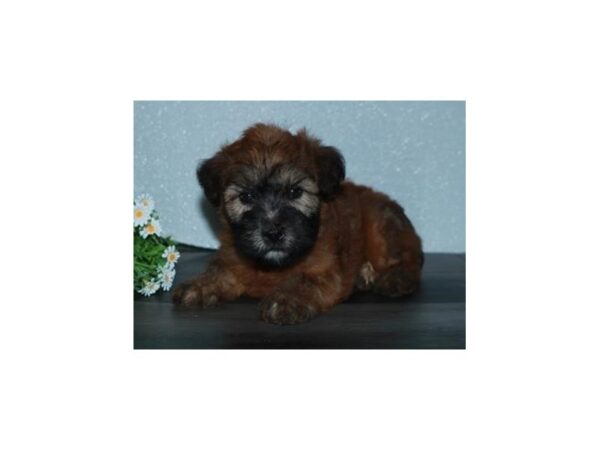 Soft Coated Wheaten Terrier DOG Female Wheaten 20341 Petland Batavia, Illinois