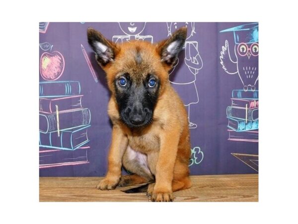 Belgian Malinois-DOG-Female-Fawn-12205-Petland Batavia, Illinois