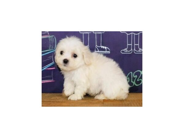 Mal-Shi DOG Male Cream / White 12214 Petland Batavia, Illinois