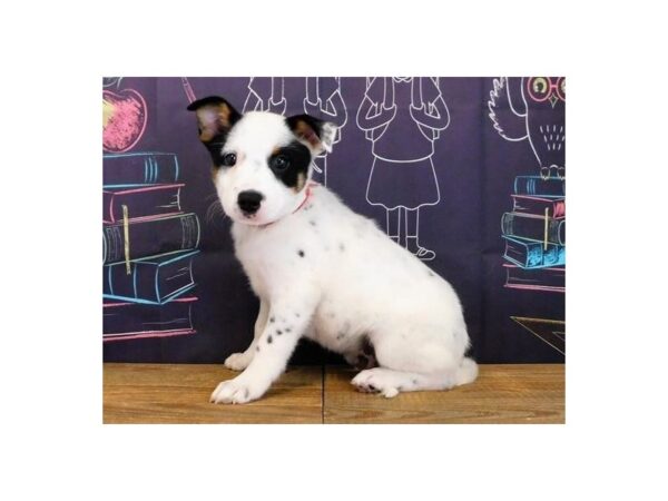 Heeler-DOG-Male-White Black / Tan-12208-Petland Batavia, Illinois