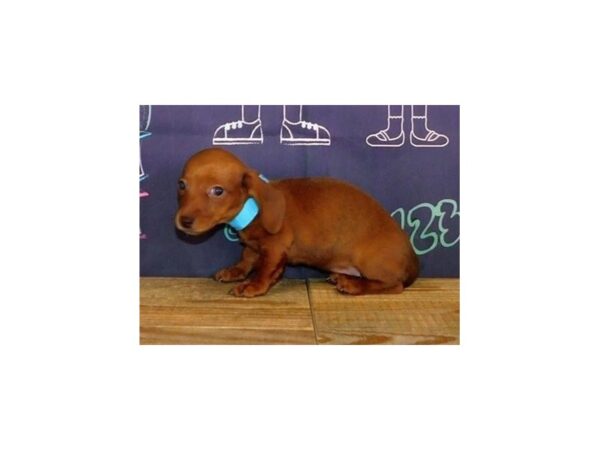 Dachshund DOG Female Red 12207 Petland Batavia, Illinois