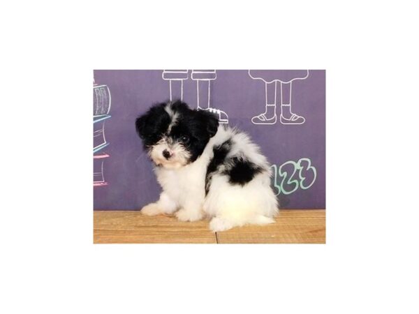 Pom A Chon DOG Female Black / White 12211 Petland Batavia, Illinois