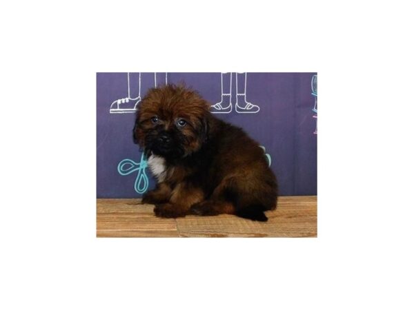 Teddy Bear DOG Male Brindle 12209 Petland Batavia, Illinois