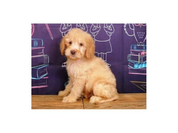 Goldendoodle 2nd Generation DOG Male Golden 12212 Petland Batavia, Illinois