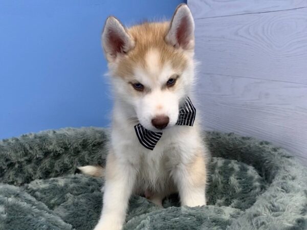 Siberian Husky DOG Male Red & White 20352 Petland Batavia, Illinois