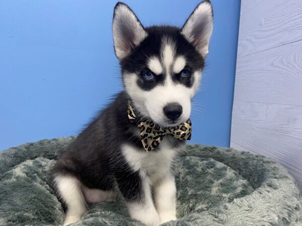 Siberian Husky DOG Male Black & White 20098 Petland Batavia, Illinois