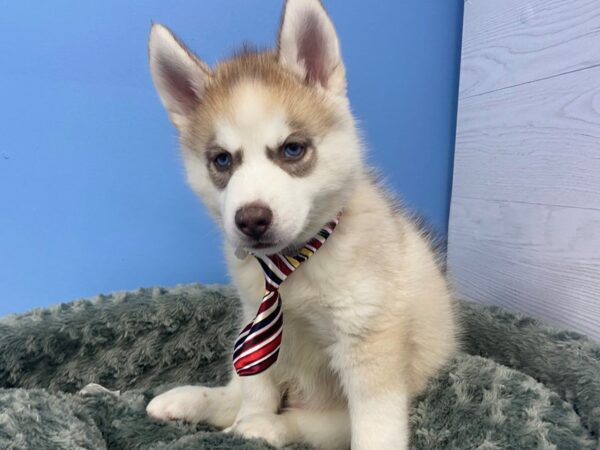 Siberian Husky DOG Male Red & White 12225 Petland Batavia, Illinois