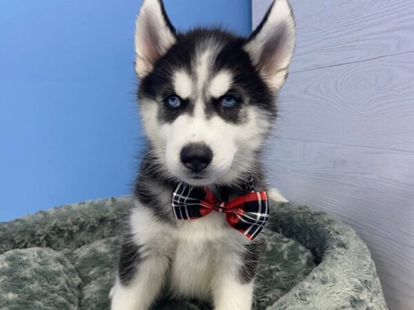 Siberian Husky DOG Male Black & White 12226 Petland Batavia, Illinois