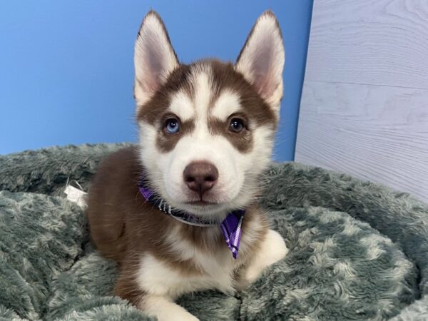 Siberian Husky DOG Male Red & White 20102 Petland Batavia, Illinois