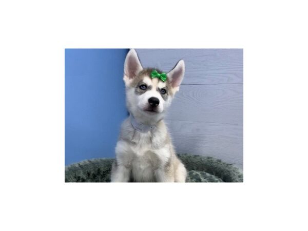 Siberian Husky-DOG-Female-Silver & White-20103-Petland Batavia, Illinois