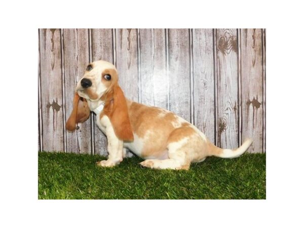 Basset Hound DOG Female Lemon / White 20118 Petland Batavia, Illinois