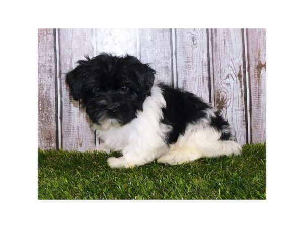 Havanese DOG Male Black White / Tan 20120 Petland Batavia, Illinois