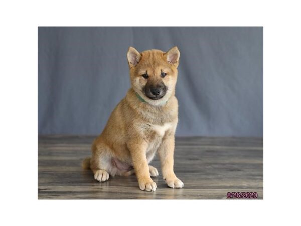 Shiba Inu-DOG-Male-Red-12245-Petland Batavia, Illinois