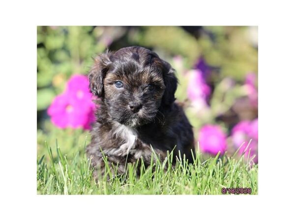 Lhasa Poo DOG Female Brown 12246 Petland Batavia, Illinois