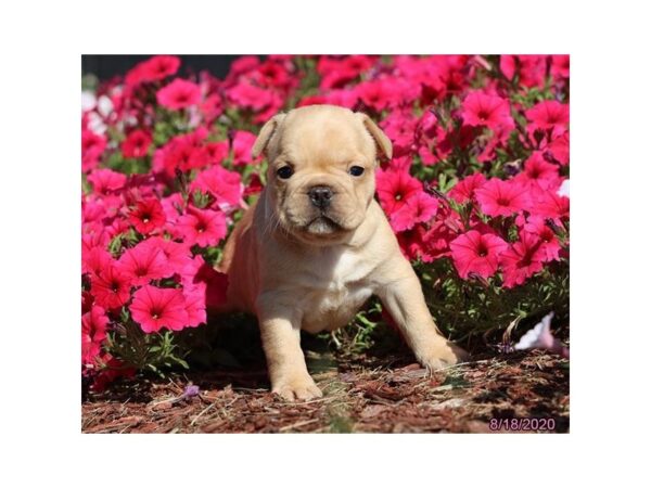 French Bulldog DOG Female Cream 12243 Petland Batavia, Illinois