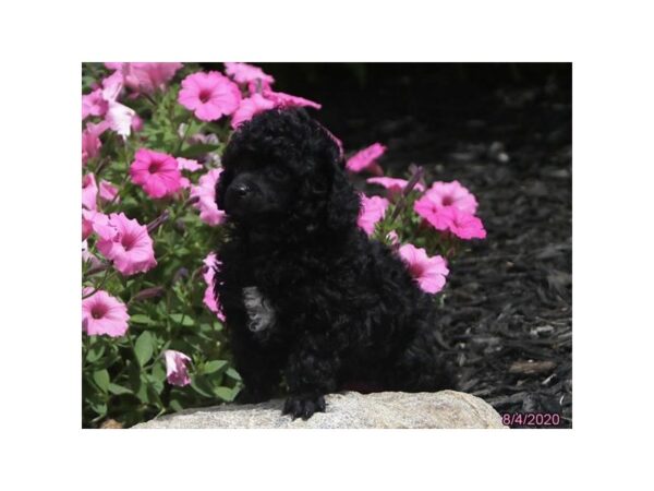 Poodle-DOG-Male-Black-12224-Petland Batavia, Illinois