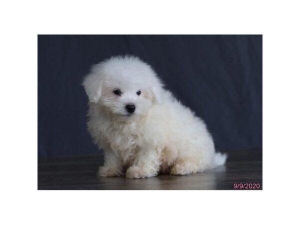 Bichon Frise DOG Male White 20362 Petland Batavia, Illinois