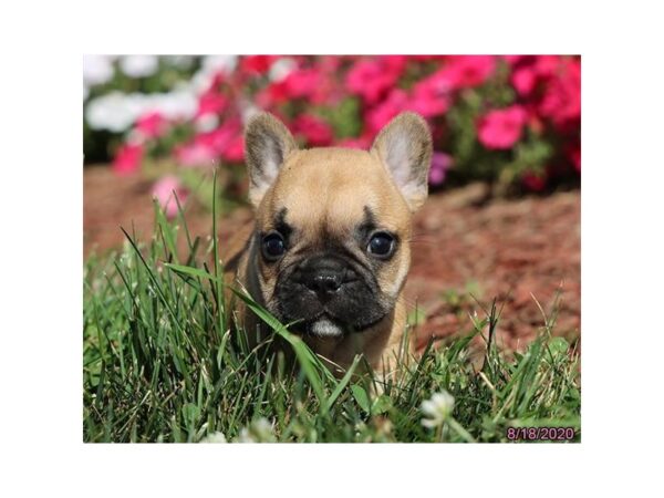 French Bulldog DOG Female Fawn 20364 Petland Batavia, Illinois