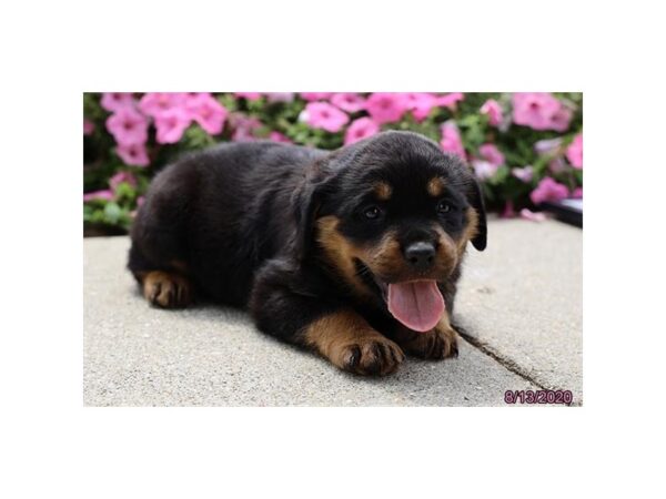 Rottweiler DOG Female Black / Tan 20366 Petland Batavia, Illinois